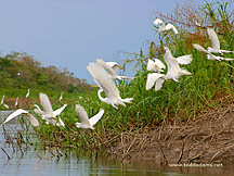 Egrets in flight, the Amazon River, Peru